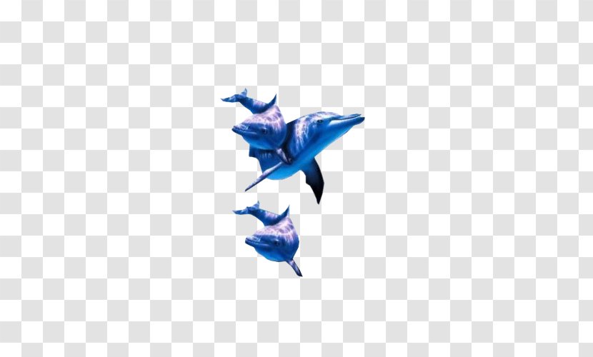 Dolphin Cobalt Blue Transparent PNG