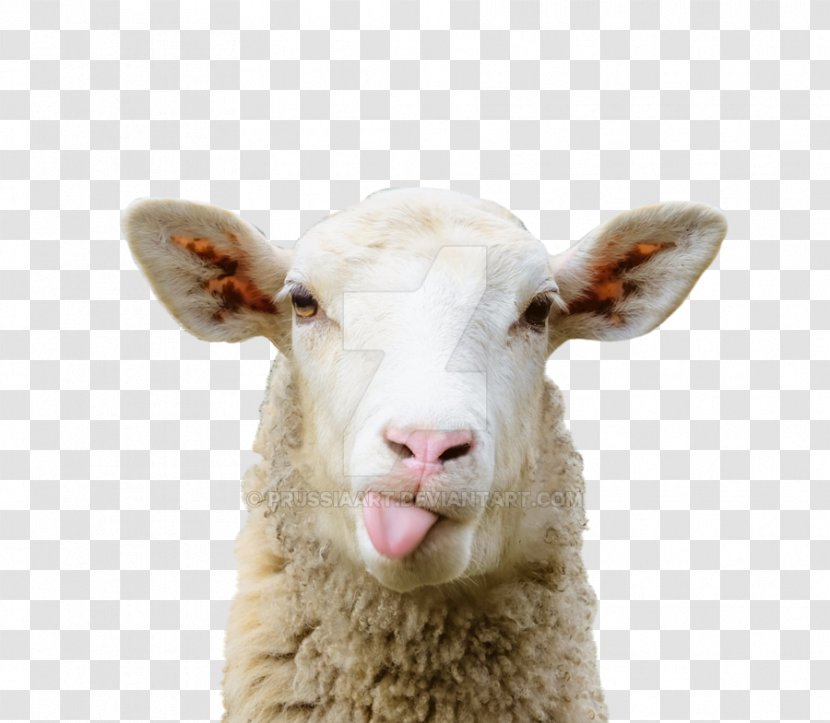 Sheep–goat Chimera Grazing Pasture - Bluetongue Disease - Sheep Transparent PNG