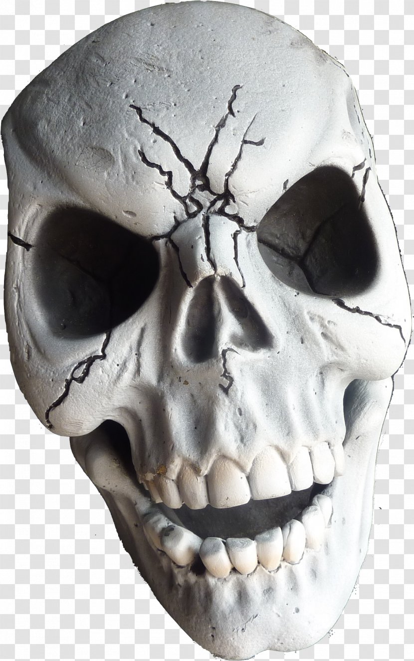 Human Skull Drawing - Mouth - Anthropology Transparent PNG