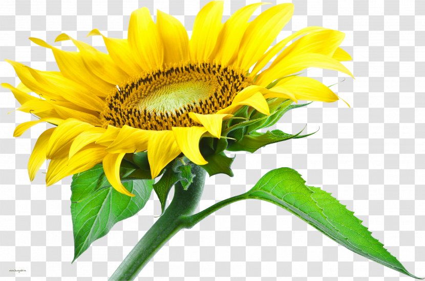 Common Sunflower Clip Art Desktop Wallpaper - Asterales - Agriculture Graphics Transparent PNG