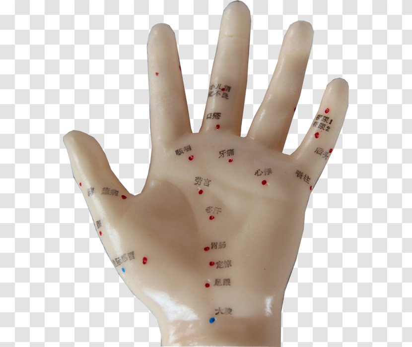 Hand Model Glove Finger Thumb - Hm - Acupoints Transparent PNG