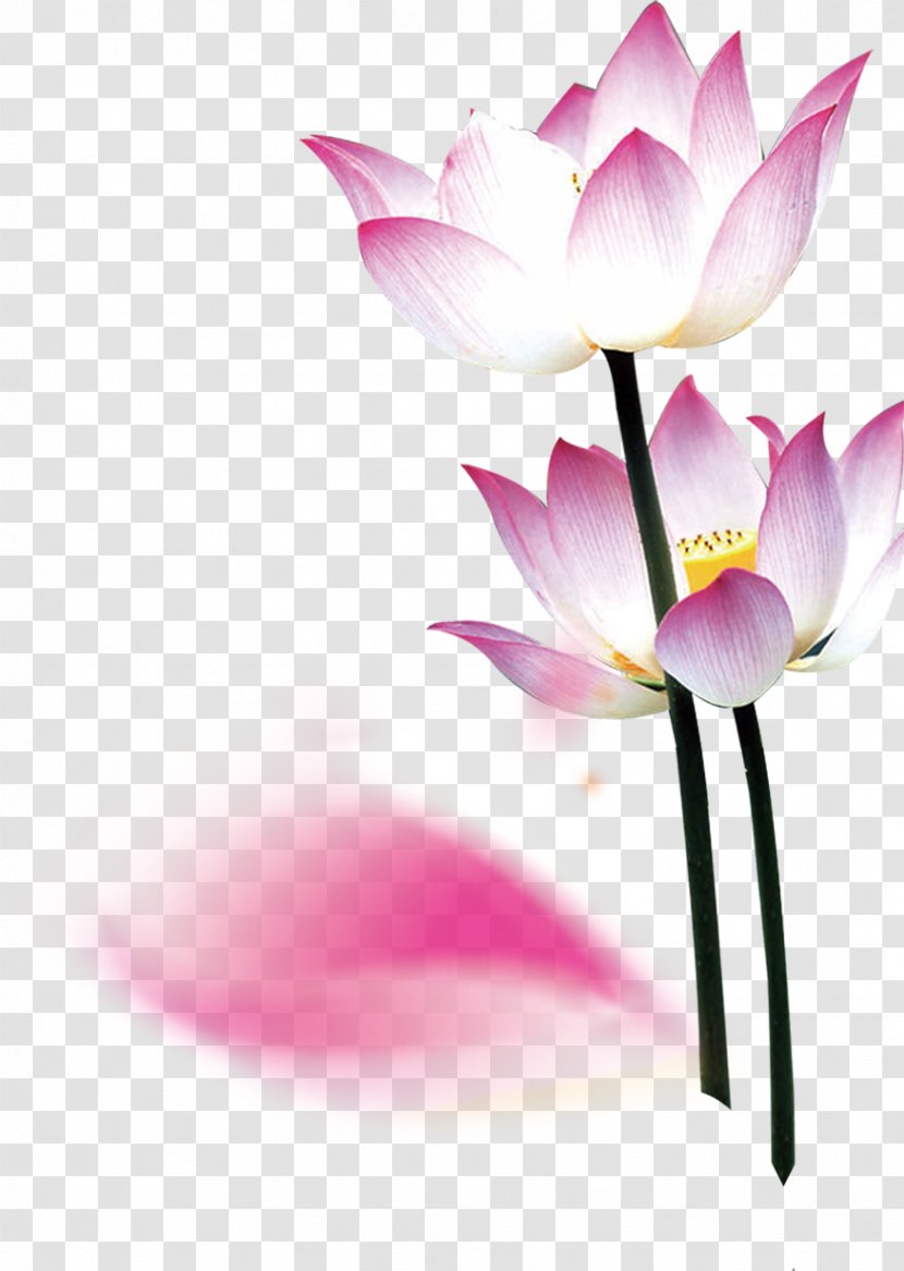 Upward! Around Nelumbo Nucifera Flower Mid-Autumn Festival - Water Lily - Lotus Transparent PNG