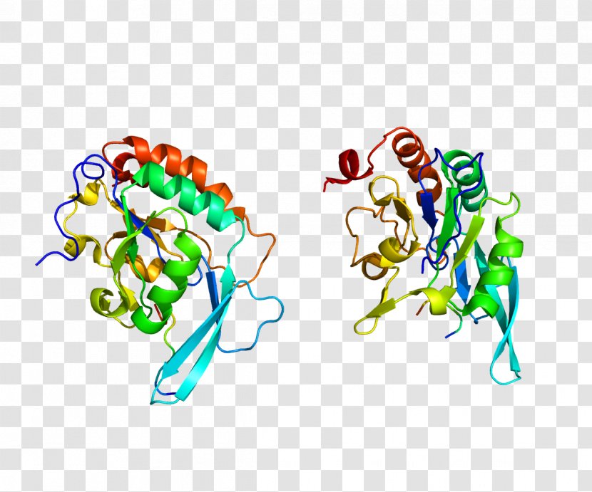 POLR2A RNA Polymerase II SND1 - Rna - Text Transparent PNG