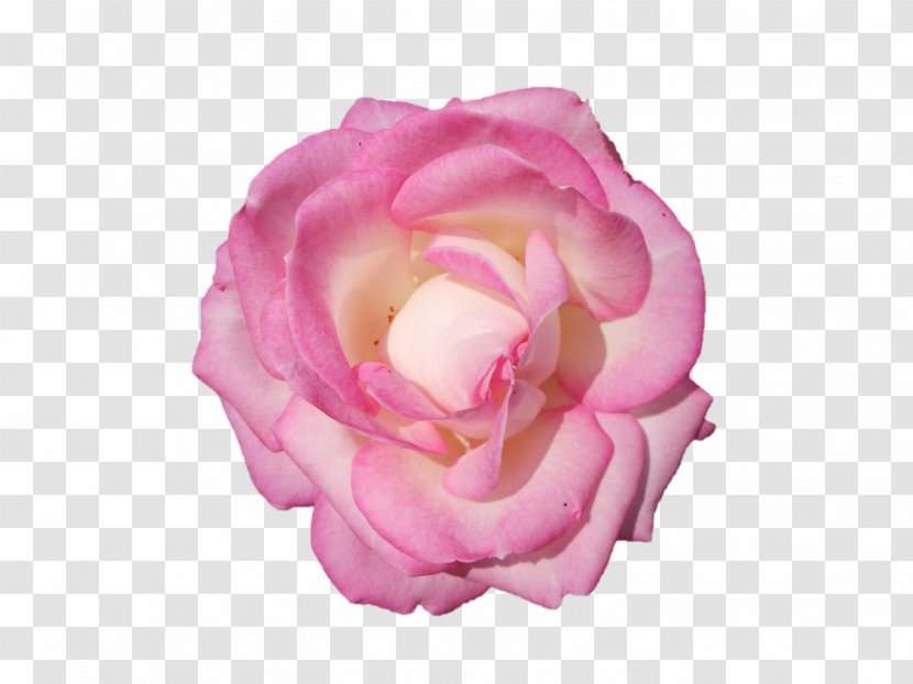 Garden Roses Cabbage Rose Floribunda Cut Flowers Peony Transparent PNG