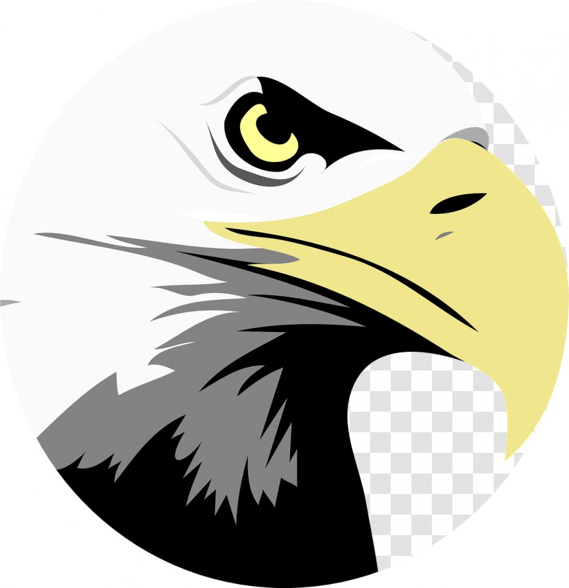 Bald Eagle Bird Clip Art Transparent PNG