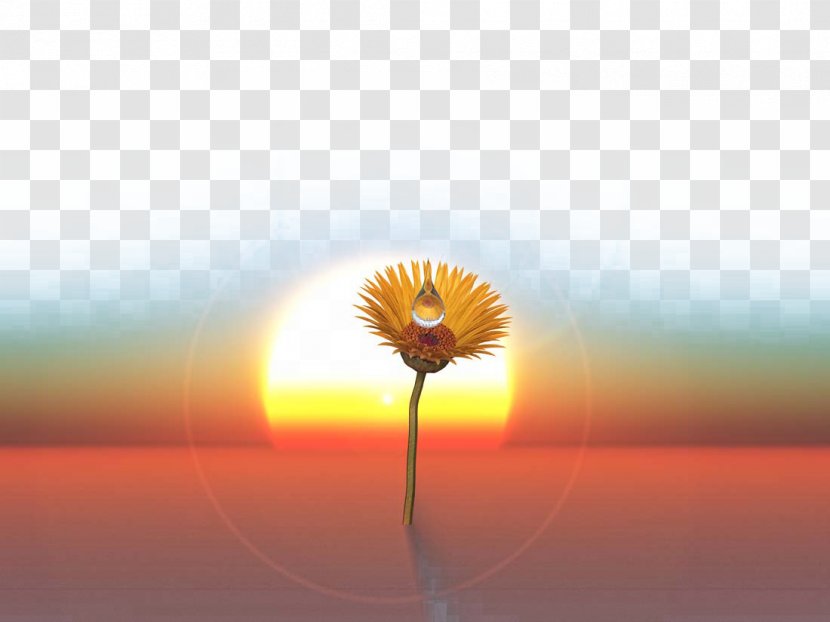 Transvaal Daisy Energy Sunlight Sky Wallpaper - Yellow - Beautiful Desert Image Transparent PNG