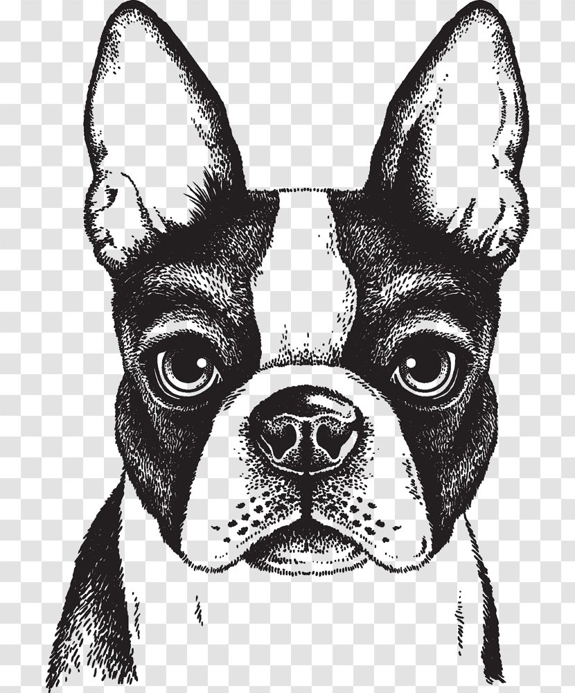 Boston Terrier French Bulldog Puppy - Eyewear - Painted Dog Transparent PNG