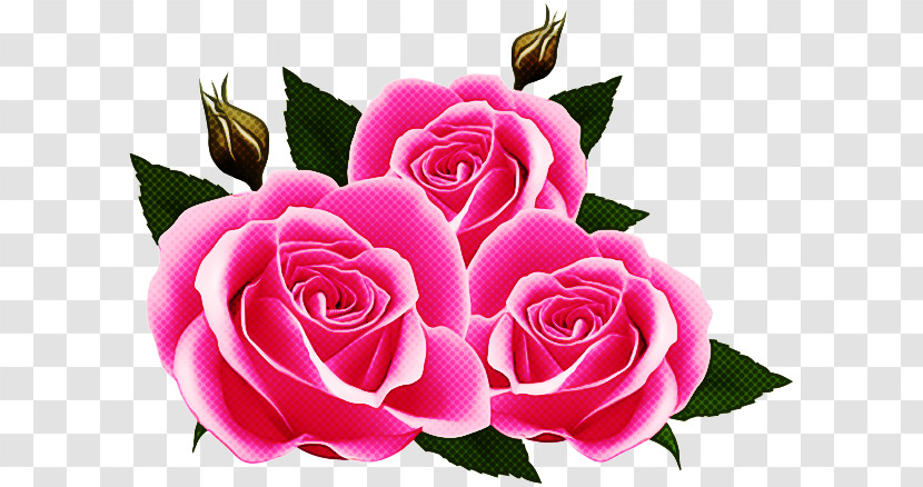 Garden Roses Transparent PNG