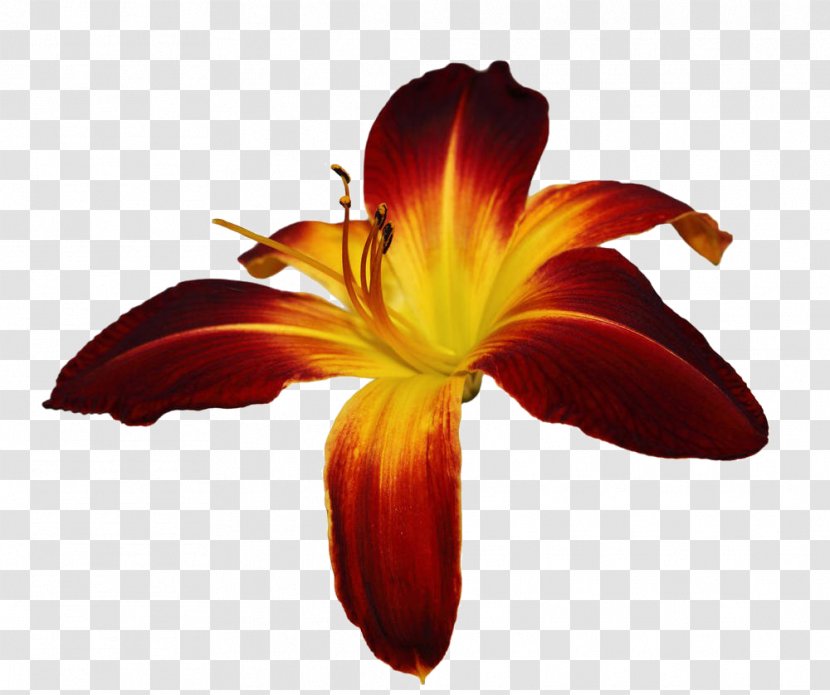 Hemerocallis Fulva Stock Photography Lilium Flower - Daylily Free Download Transparent PNG