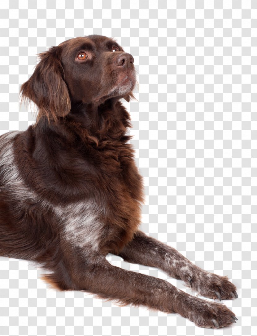 Boykin Spaniel Flat Coated Retriever Puppy Rare Breed Dog Dog Pet Looking Up Transparent Png