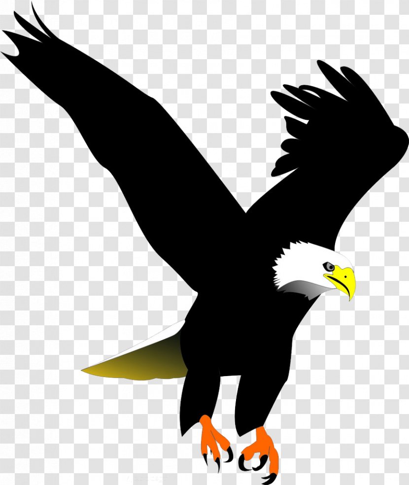 Bald Eagle Bird Clip Art - Accipitriformes - Black Feathers Transparent PNG