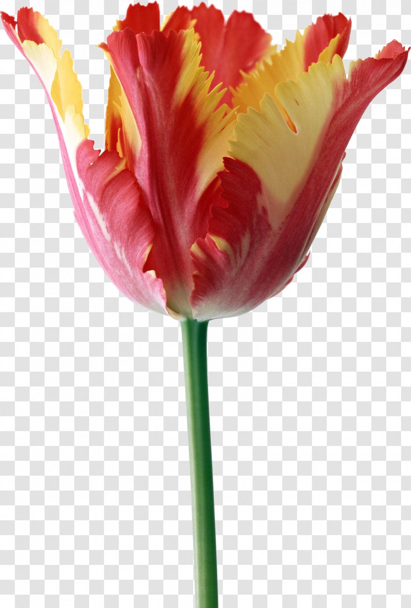Parrot Tulips The Tulip: Story Of A Flower That Has Made Men Mad Desktop Wallpaper - Bud - Tulip Transparent PNG