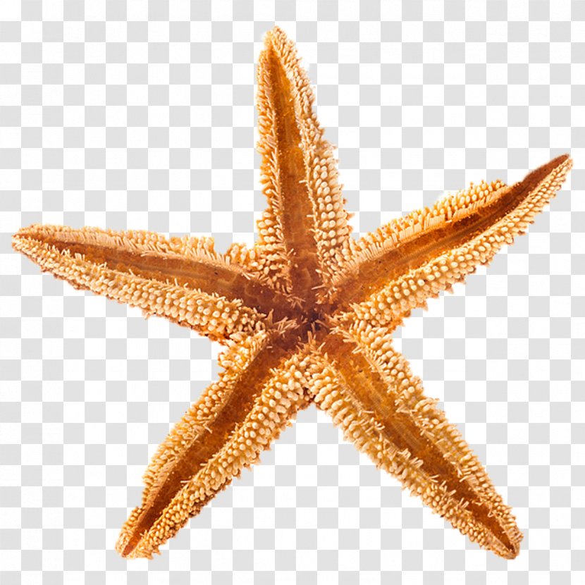 Playa De La Arena Beach Of Concha Thailand Bali - Tropics - Dried Starfish Transparent PNG