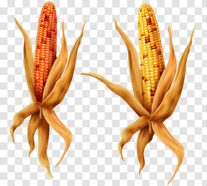 Maize Animation Broom-corn - Sorghum Transparent PNG