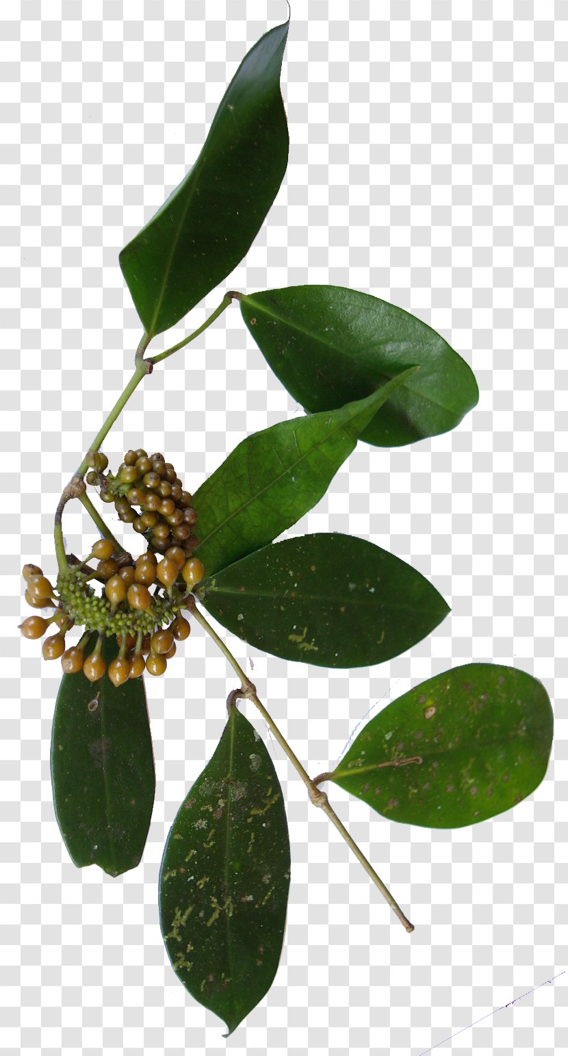 Madagascar Pepper Piper Borbonense Chaste Tree Malagasy People - Plant - Peppercorns Transparent PNG