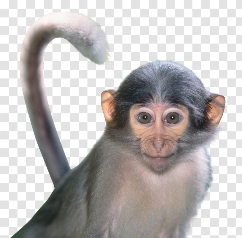 Macaque Monkey - Animal Transparent PNG