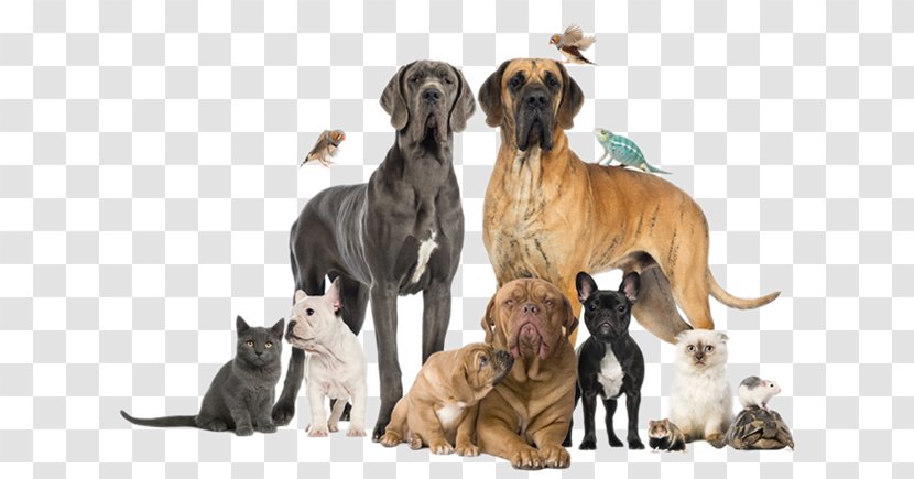 Dog Pet Sitting Veterinarian Clinique Vétérinaire Transparent PNG