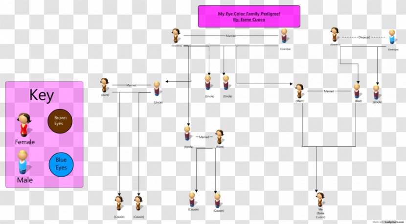 Pedigree Chart Eye Color Genetics - Red - Lemon Tree Transparent PNG