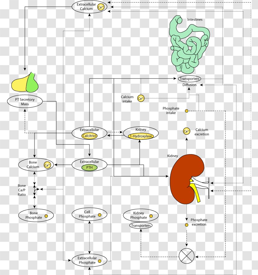 Diagram Calcium Metabolism Parathyroid Hormone Homeostasis - Text - Crossed Arrows Transparent PNG