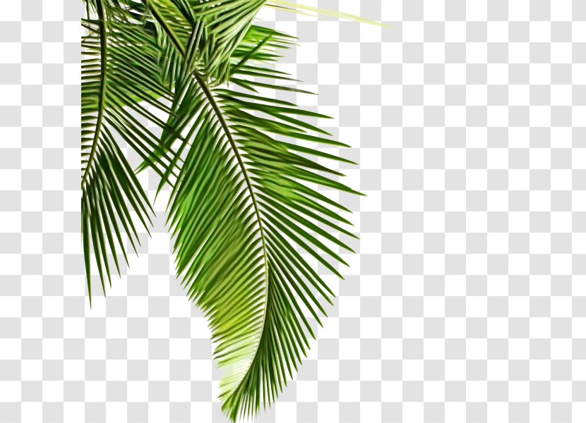 Palm Tree - Leaf - Terrestrial Plant Elaeis Transparent PNG