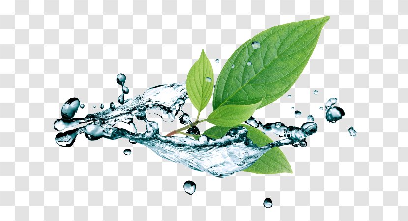 Water Stock Photography Leaf Royalty-free - Istock Transparent PNG