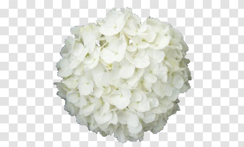 French Hydrangea Cut Flowers White Plant - Hydrangeaceae - Flower Transparent PNG