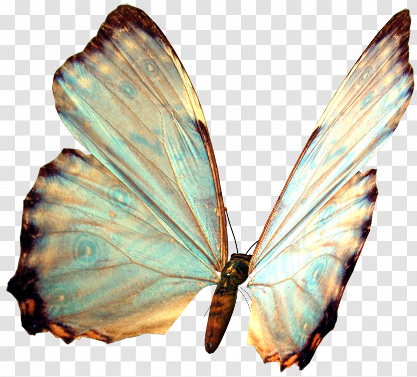 Butterfly Insect Clip Art Transparent PNG