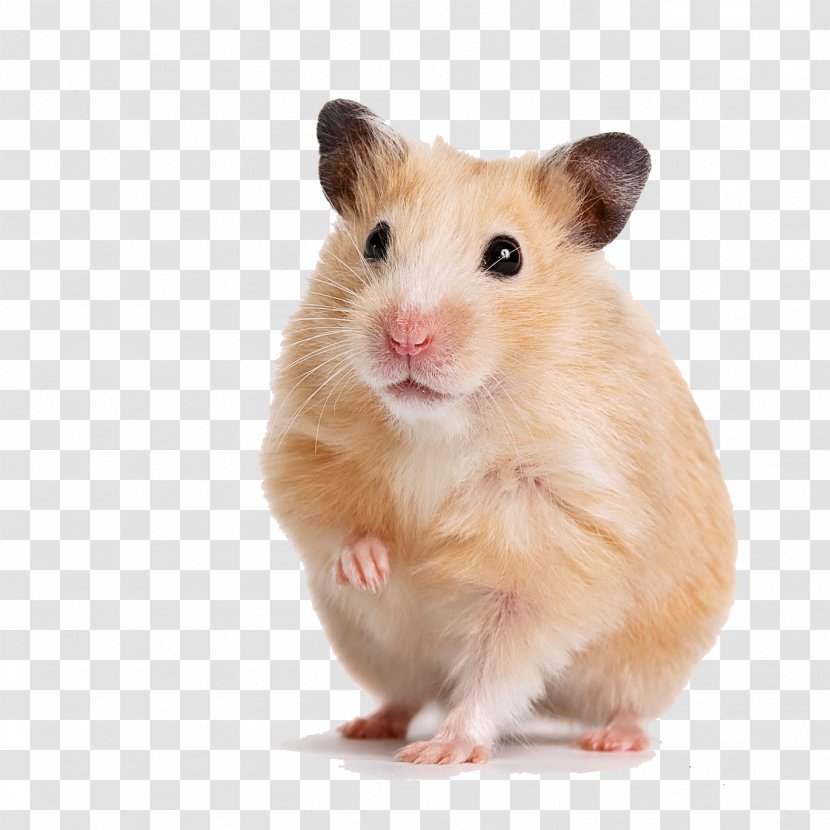 Golden Hamster Gerbil Guinea Pig Cage - Roborovski Transparent PNG