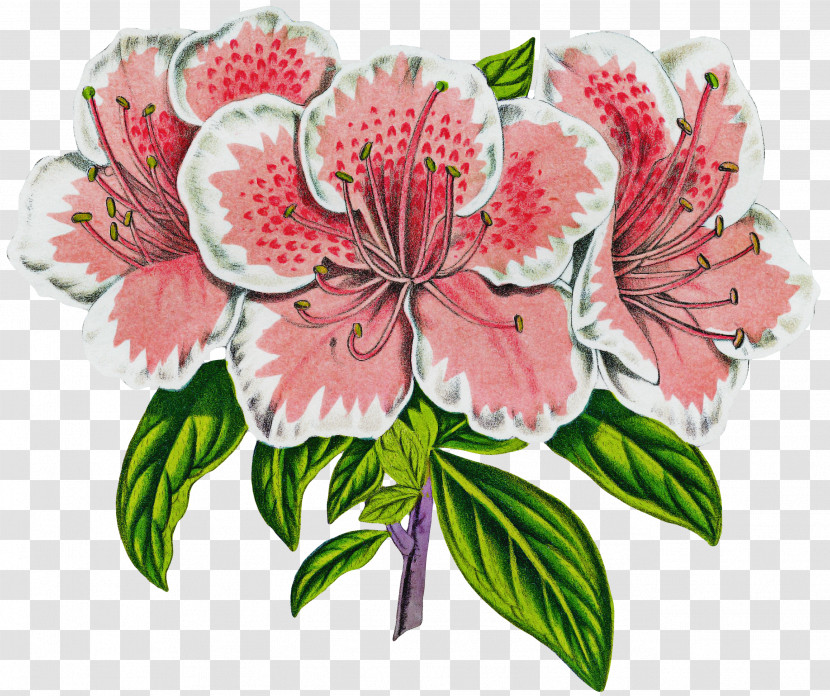 Flower Plant Peruvian Lily Cut Flowers Pink Transparent PNG