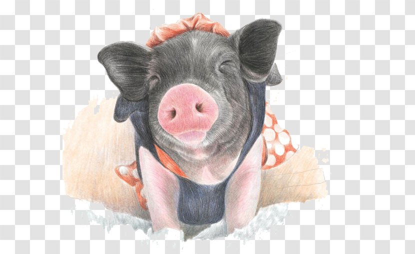 Domestic Pig Pencil Watercolor Painting Paintbrush Drawing Transparent PNG