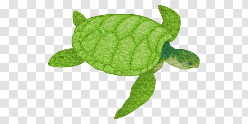Sea Turtle Background - Olive Ridley - Animal Figure Toy Transparent PNG