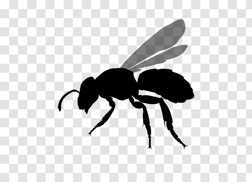 Bee Hornet Insect Yellowjacket Transparent PNG