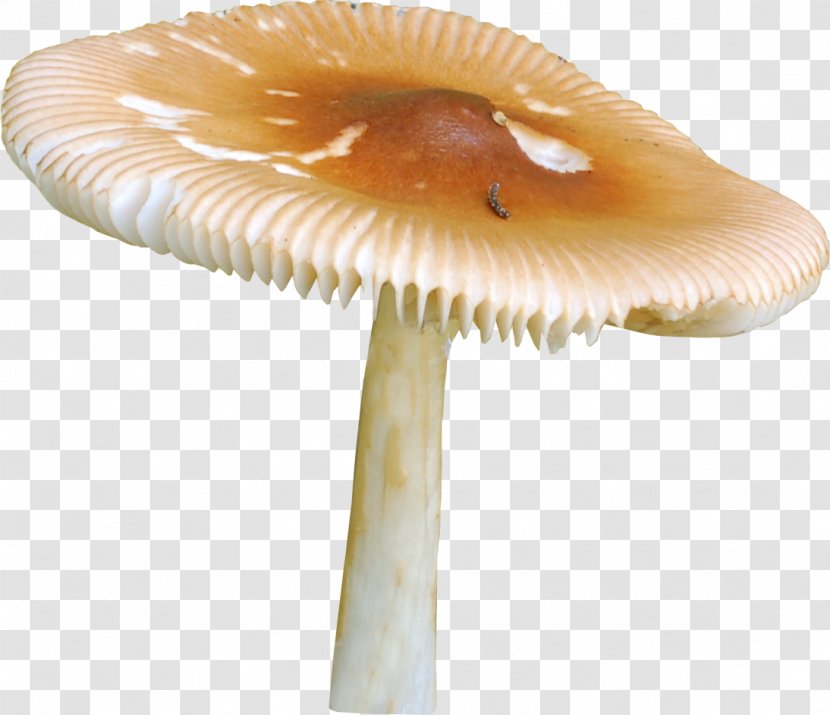 Mushroom Griby Raster Graphics Clip Art - Russula Transparent PNG