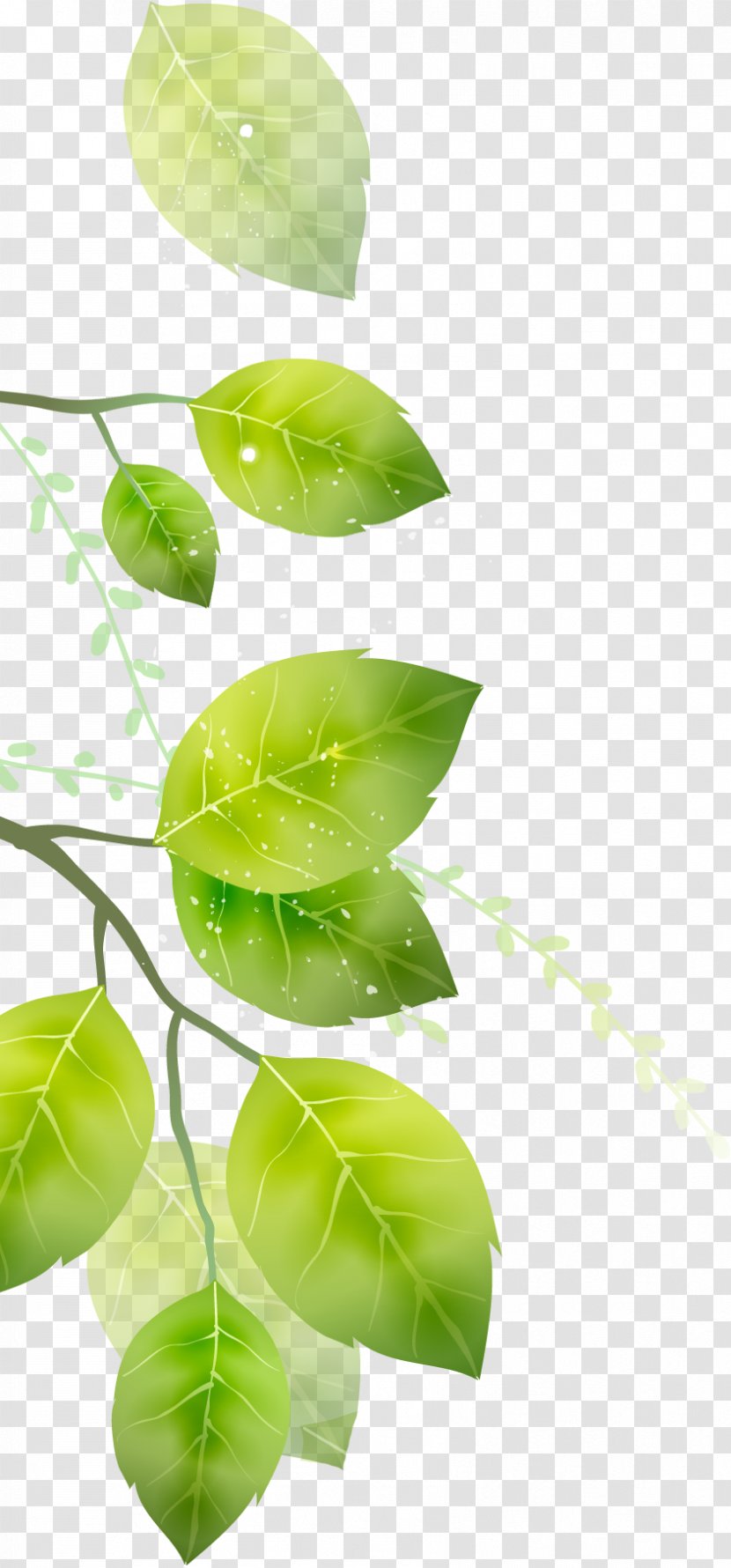 Leaf Naver Blog South Korea Product Design - Leaves Transparent PNG