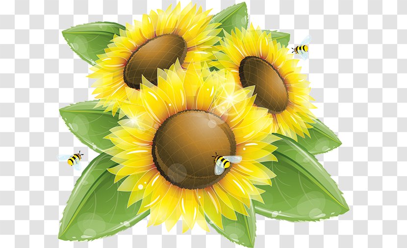 Common Sunflower Vector Graphics Clip Art Illustration Image - Flowering Plant Transparent PNG
