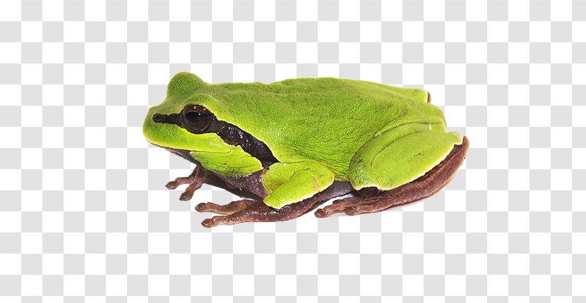 Amphibian Reptile Turtle - Fauna - Clipart Transparent PNG