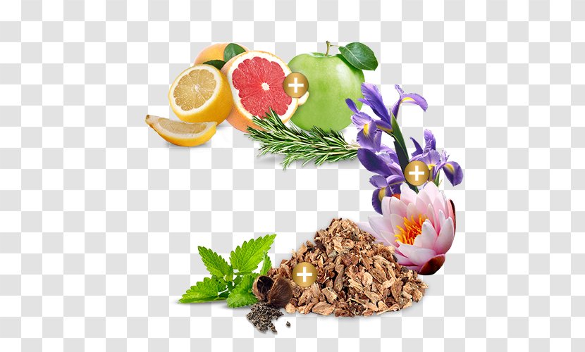 Food Scots Pine Flavor Vegetarian Cuisine Mavive Spa - Natural Foods - Salvia Fresca Transparent PNG