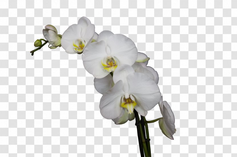 World Of Orchids Moth Blossom Cut Flowers - Flower Transparent PNG