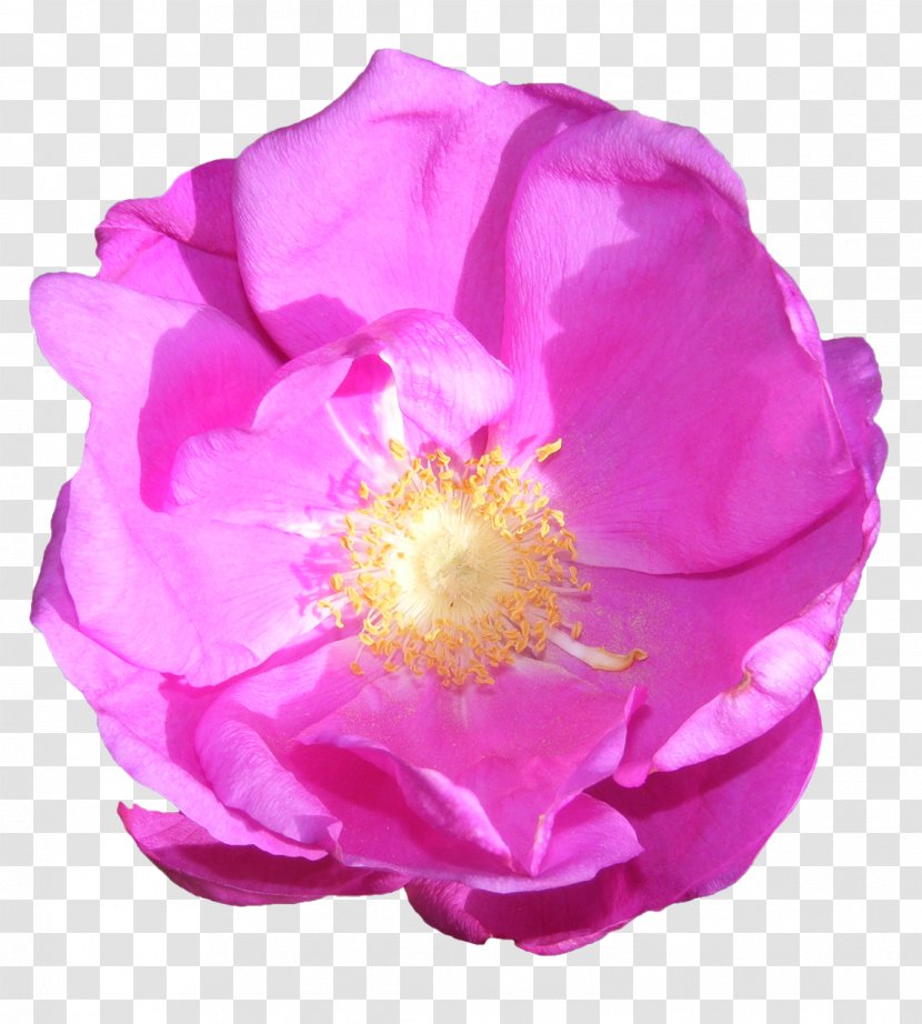 Garden Roses Cabbage Rose French Floribunda Pink - Rosa Gallica - Flower Transparent PNG