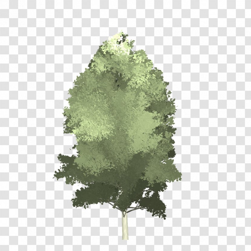 Aspen Tree Image Vector Graphics Trunk Transparent PNG