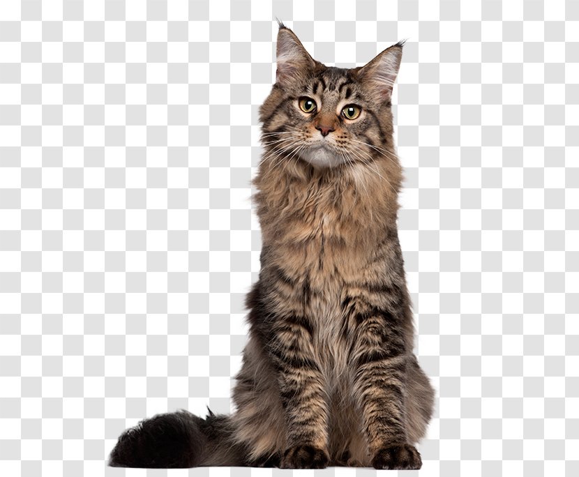 Maine Coon Siamese Cat Kitten Thai Egyptian Mau - Pet Transparent PNG