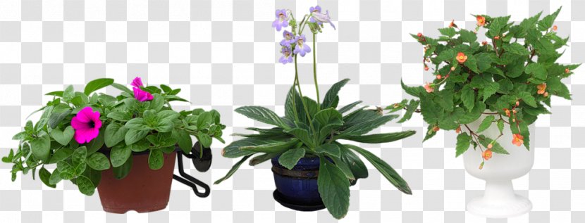 Anthurium Andraeanum Bonsai Woody Plant Houseplant - Flower - Floral Vector Material Flowers Transparent PNG