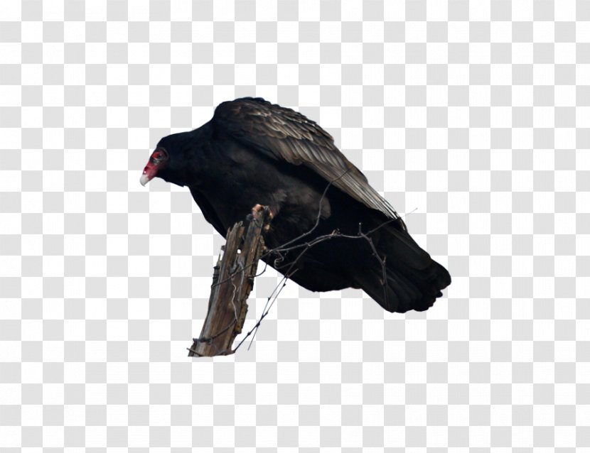 Black Vulture Bird Photography - Animal Transparent PNG