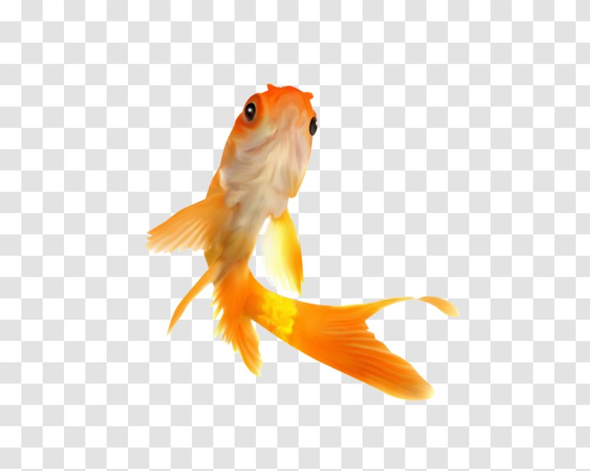 Photography Goldfish Royalty-free - Fin - Tail Transparent PNG
