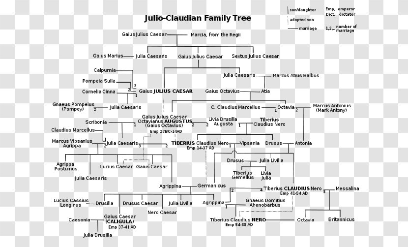 Principate Julio-Claudian Dynasty Family Tree Albero Genealogico Giulio-claudio - Cartoon Transparent PNG