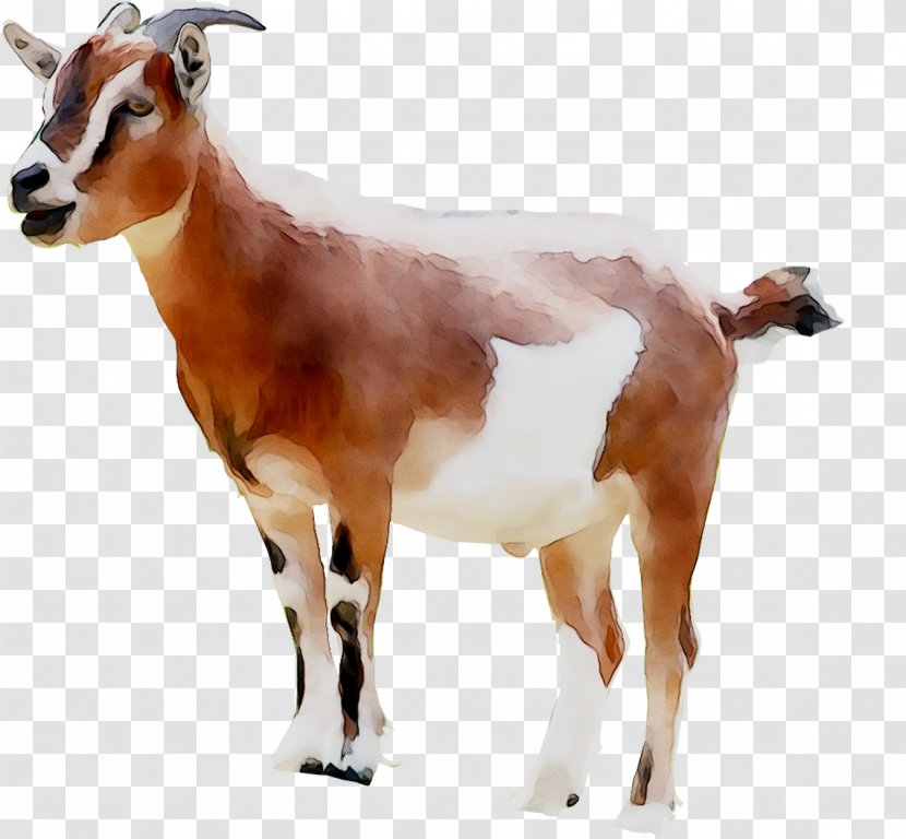 Goat Clip Art Ochsenhofer Sheep - Toy Transparent PNG