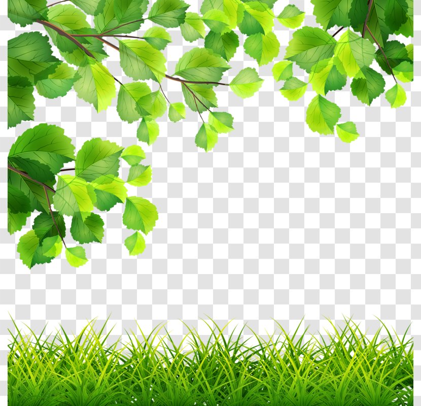 Green Royalty-free Branch Illustration - Lawn - Trees Grass Transparent PNG