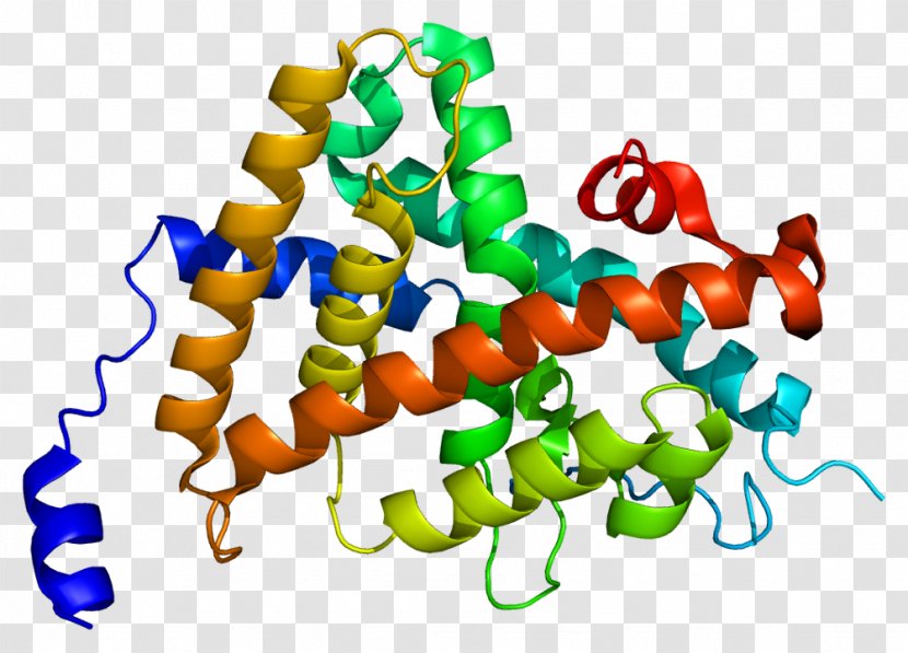 Thyroid Hormone Receptor Alpha Hormones - Nuclear Transparent PNG