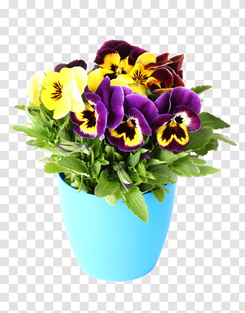 Pansy Photography Flower Color Yellow - Arranging Transparent PNG