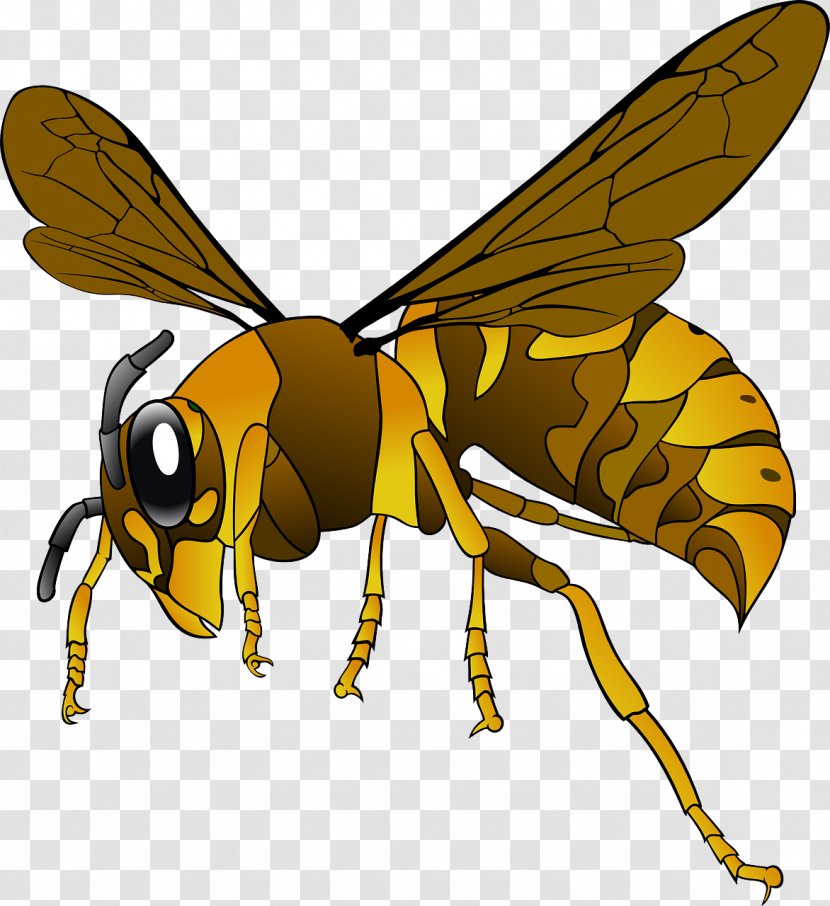 Green Hornet Bee Clip Art - Membrane Winged Insect - Flying Transparent PNG